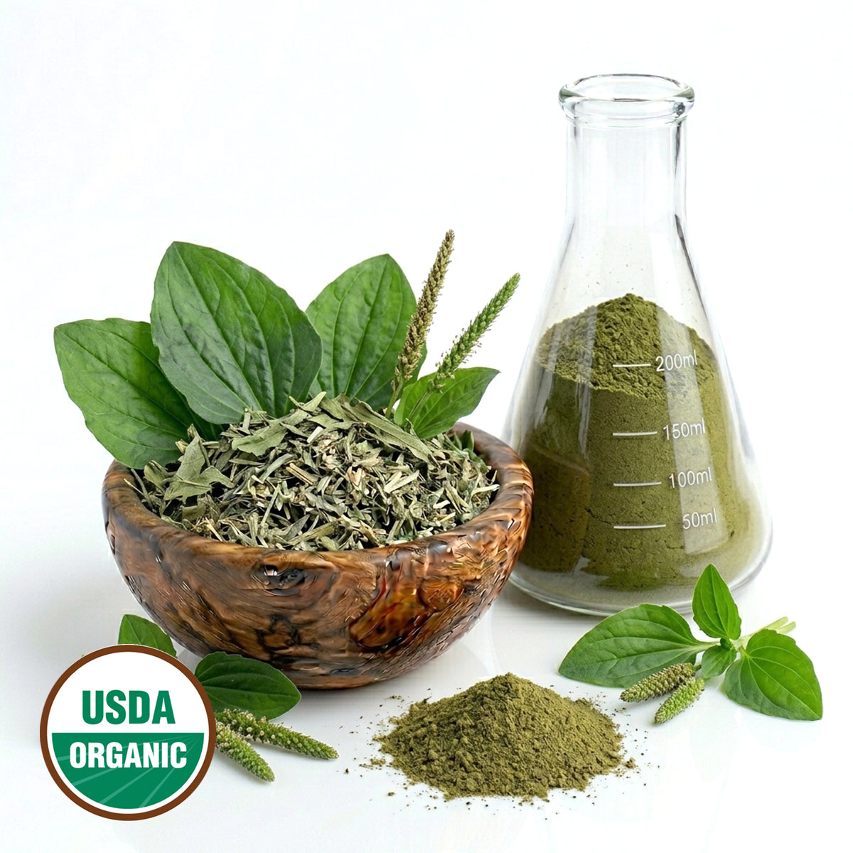 CERTIFIED ORGANIC PLANTAIN MAJOR POWDER