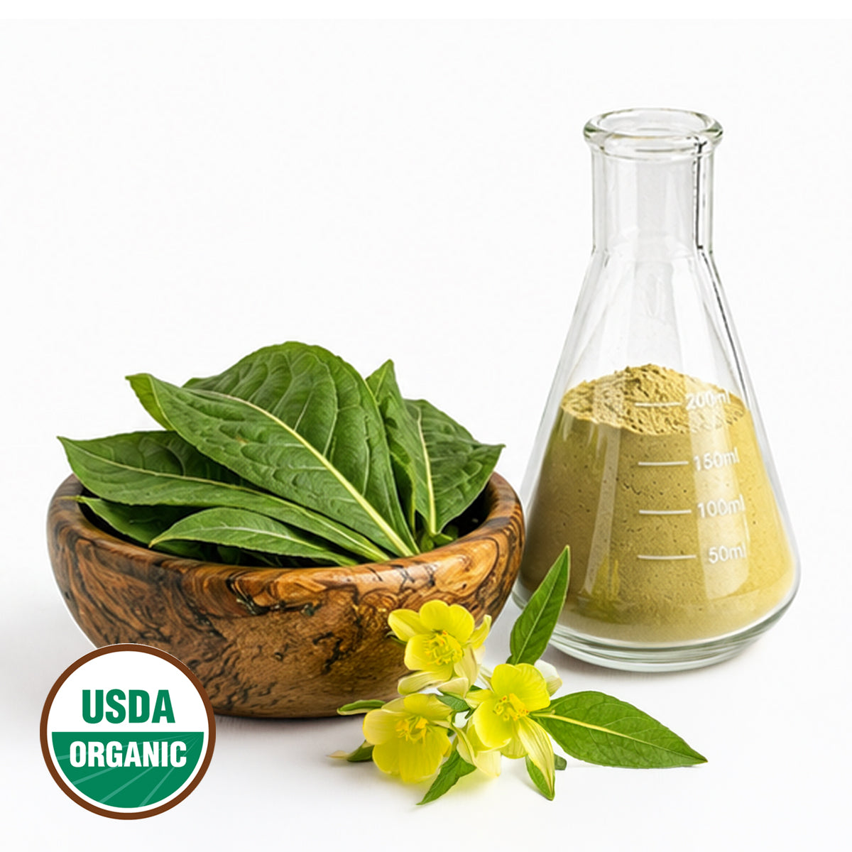 CERTIFIED ORGANIC EVENING PRIMROSE LEAF POWDER